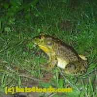 /home//u458753944/public_html/sourcegallery//////Frogs/More bullfrogs/P6180709.JPG